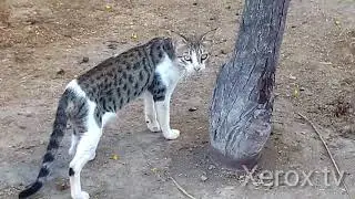 Cat love fun funny best new video 2020