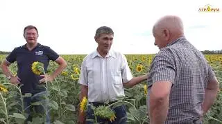 Совка напала :-((  Осмотр полей в фермерском хозяйстве  Ростовской области.