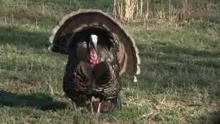 Montana Decoy - Most Versatile 3D Hen Ever!