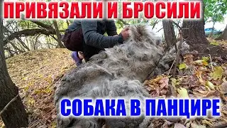 МЫ НЕ ПОВЕРИЛИ СВОИМ ГЛАЗАМ!!! БРОШЕННАЯ СОБАКА ОБРОСЛА ПАНЦИРЕМ!!!