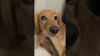 Прелесть #черныеглаза #собака #pets #домашниеживотные #рыжуля #doglover #shortsvideo #красивая