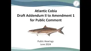 Atlantic Cobia Draft Addendum II Hearing Recording