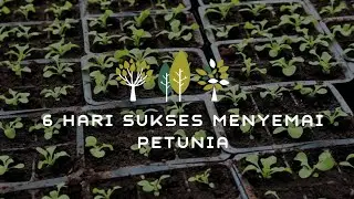 6 Hari Sukses Menyemai Petunia