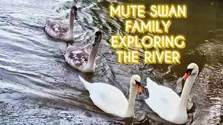 Mute Swan Family Exploring the River