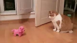 У Котов Глаза по 5 КОПЕЕК - Это Кто ?