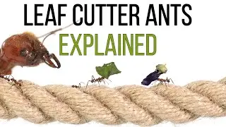 Why are Atta ants called Leafcutters?