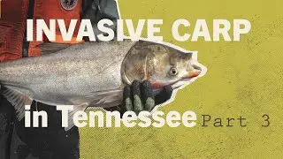 Invasive Carp in Tennessee: Part 3