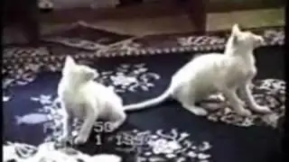 smmmkoty WMV V9