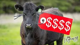 The Retail Value of a Cow