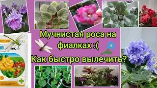 Мучнистая роса на фиалках 😭 Самый лёгкий способ от неё избавиться!