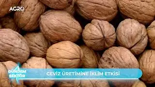 Ahmet Yazıcıoğlu - Effects of Climate Change on Walnut Production and Solutions