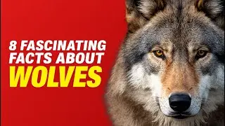 8 Fascinating Facts About Wolves You Didn’t Know!