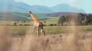 I like this all videos :) 