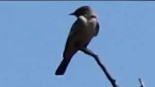 Say's Phoebe 