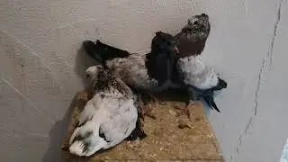 Как поднять и посадить голубят на нужное Вам место