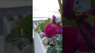Цветы и закат в Сочи