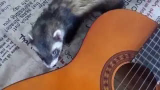 Ferret play