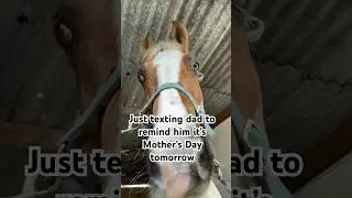 We can’t forget about the horses 