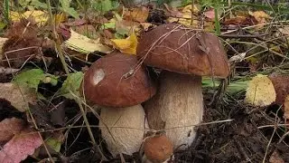 В поисках клада (ПО ГРИБЫ)
