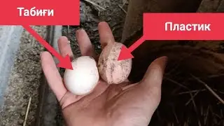 Бізге пластик жұмыртқа не үшін қажет? Біздің шаруа... Ауыл шаруашылығындағы еңбегіміз, тауық, ешкі,