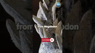 What Did Megalodon Eat?! 