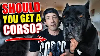 What Person Needs a Cane Corso? Maybe You!
