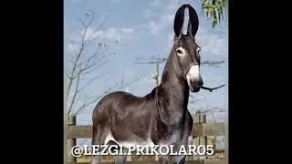 Новый лезгинские прикол 2021