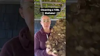 How to clean Maitake or Hen of the Woods mushroom. #mushroom #foraging #reels #naturelover #shorts