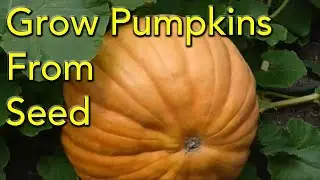 How to Grow Pumpkins From Seed - Step By Step