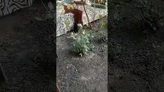 #коты 4#сентября