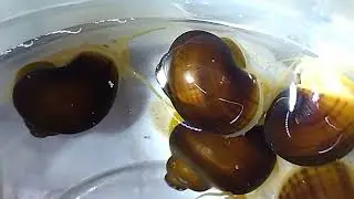 Ампулярия - Рыжая Мистерия.