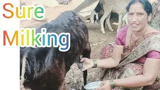 #Wow   #milking