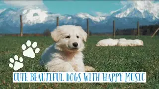 Cute Beautiful Dogs with Happy Music