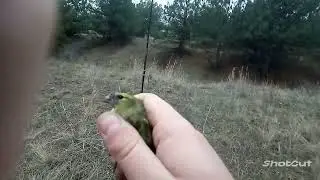 Ловля птиц на ОС.Ловля чижей