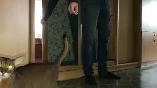 Abyssinian cat Motya (Monterey) playing with cotton swab