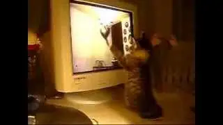 барсик и тв
