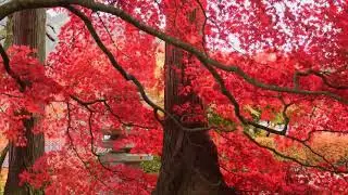 2 minutes of peaceful autumn music