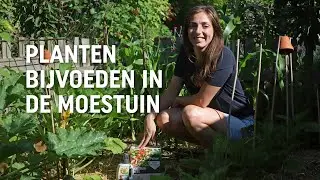 Planten bijvoeden in de moestuin | Floor Korte