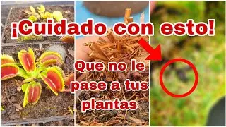 ¡Cuidado! ¿Por qué se mueren mis plantas? - ¿Cómo las recuperamos? #carnifans #plantas