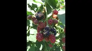 Белые костянки на ежевике. Причина.