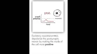 Synaptic Transmission