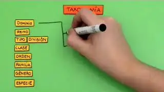 What are taxonomic categories?