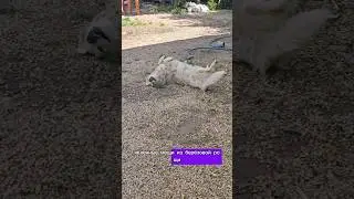 Когда живёшь с позитивчиками #популярное #goldenretriever #like #собака #актив #юмор #dog #tiktok