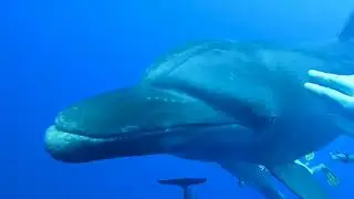 JACQUELINE KROFT   PRELUDE 11   Underwater Movement                          Film by Chloe Thorne