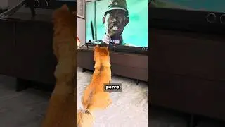 Este perro no debería ir al cine