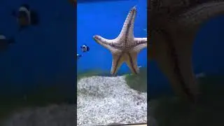 Getting back in the loop! Petco sells Chocolate Sea Stars!! 🌟