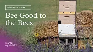 Bee Good to the Bees by Tagawa Gardens
