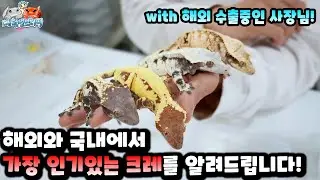 해외에 수출중인 사장님께 인기가 많은 크레를 묻다 What is the most popular crestedgecko?