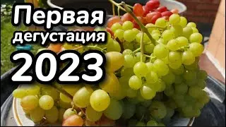 Срезка первых гроздей винограда для дегустации. Как выбрать грозди для срезки.