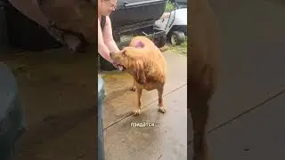 Убираем шерсть шуруповёртом #лайфхаки #новости